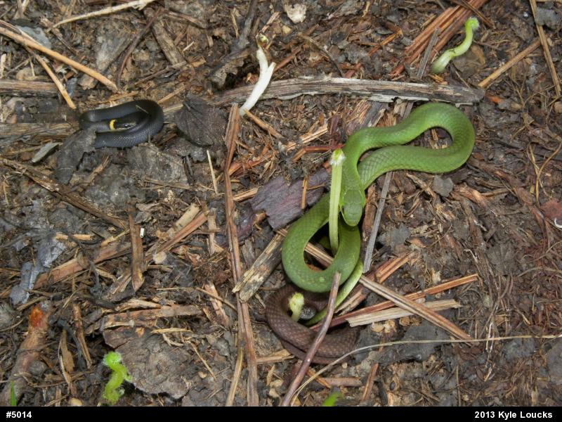 Northern Ring-necked Snake