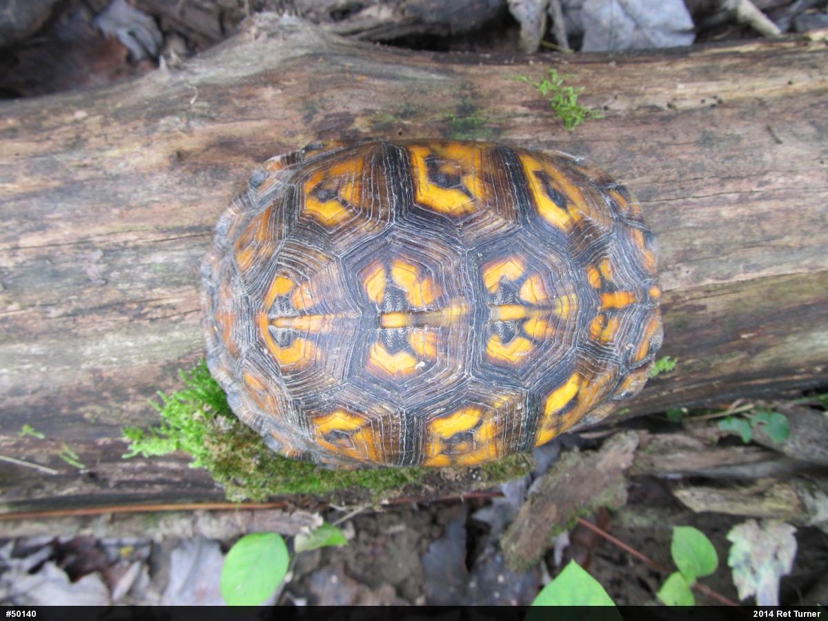 Eastern Box Turtle