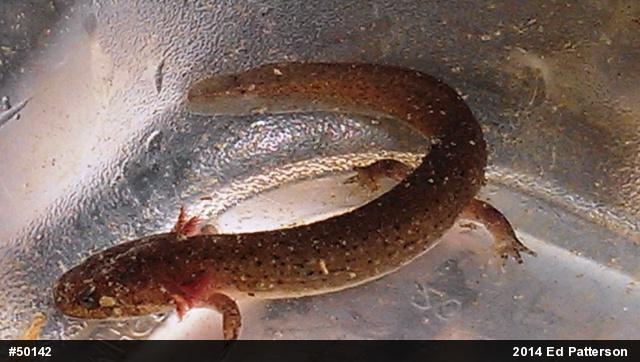 Northern Red Salamander