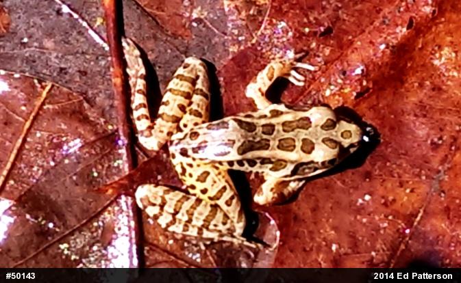 Pickerel Frog