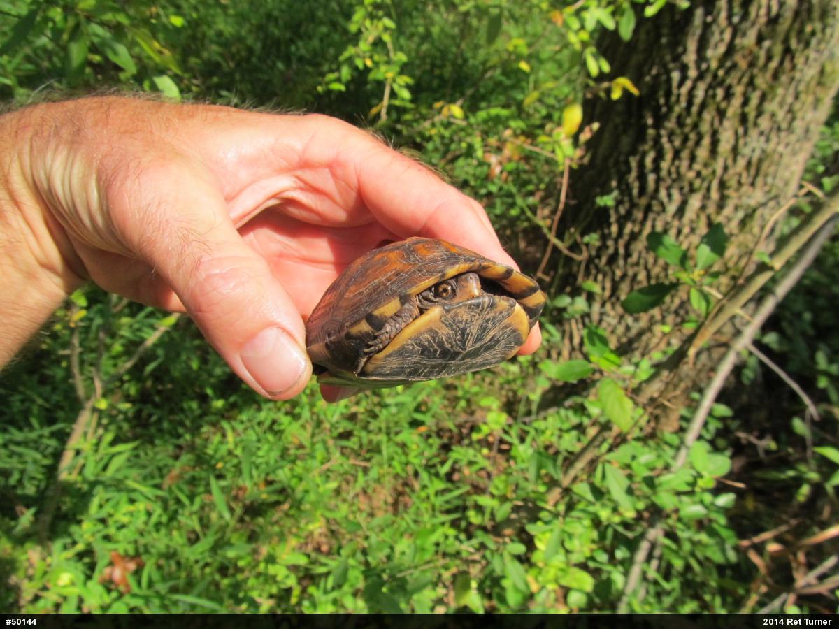Eastern Box Turtle