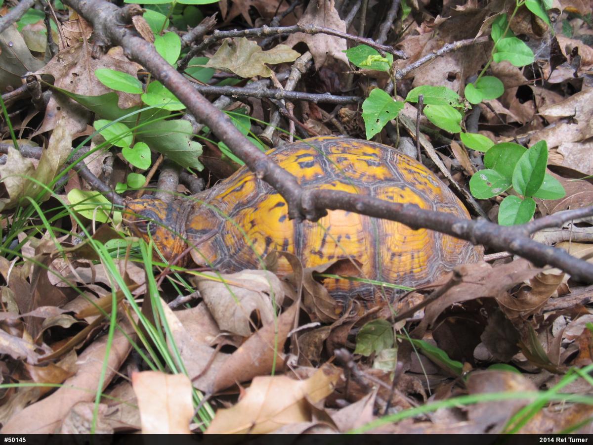 Eastern Box Turtle