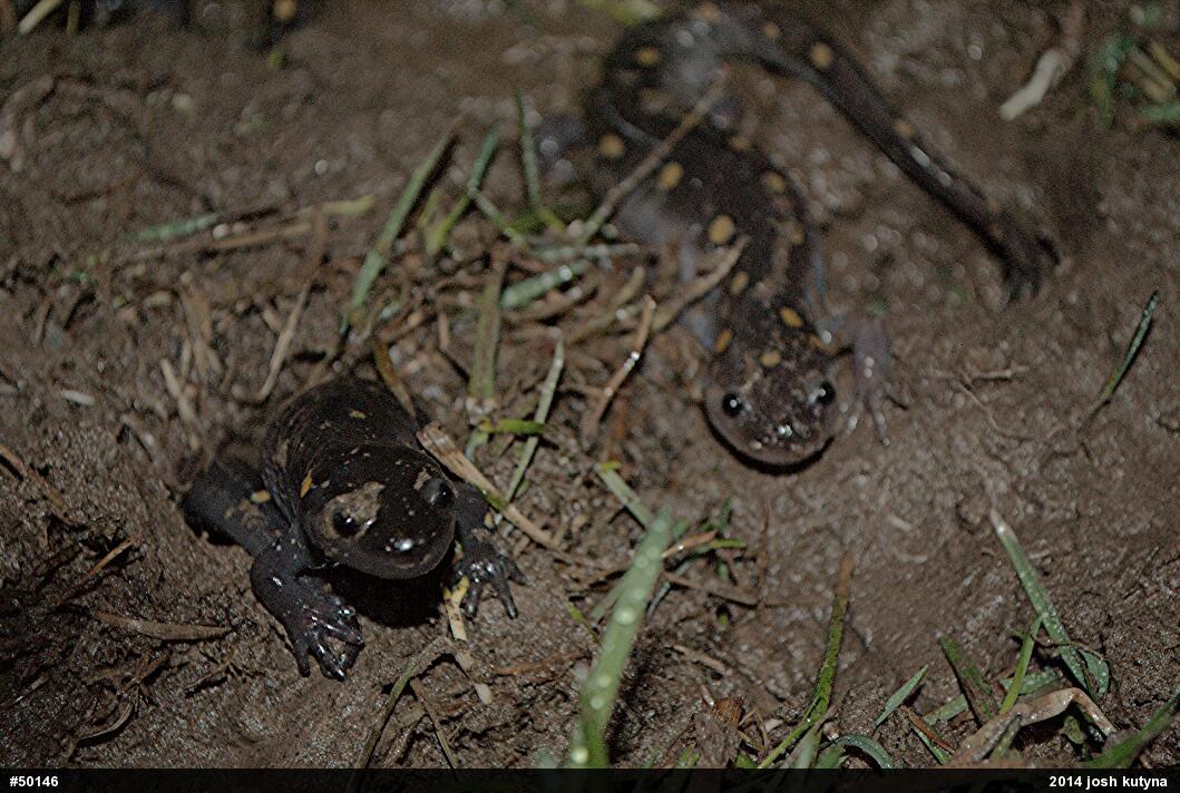 Spotted Salamander