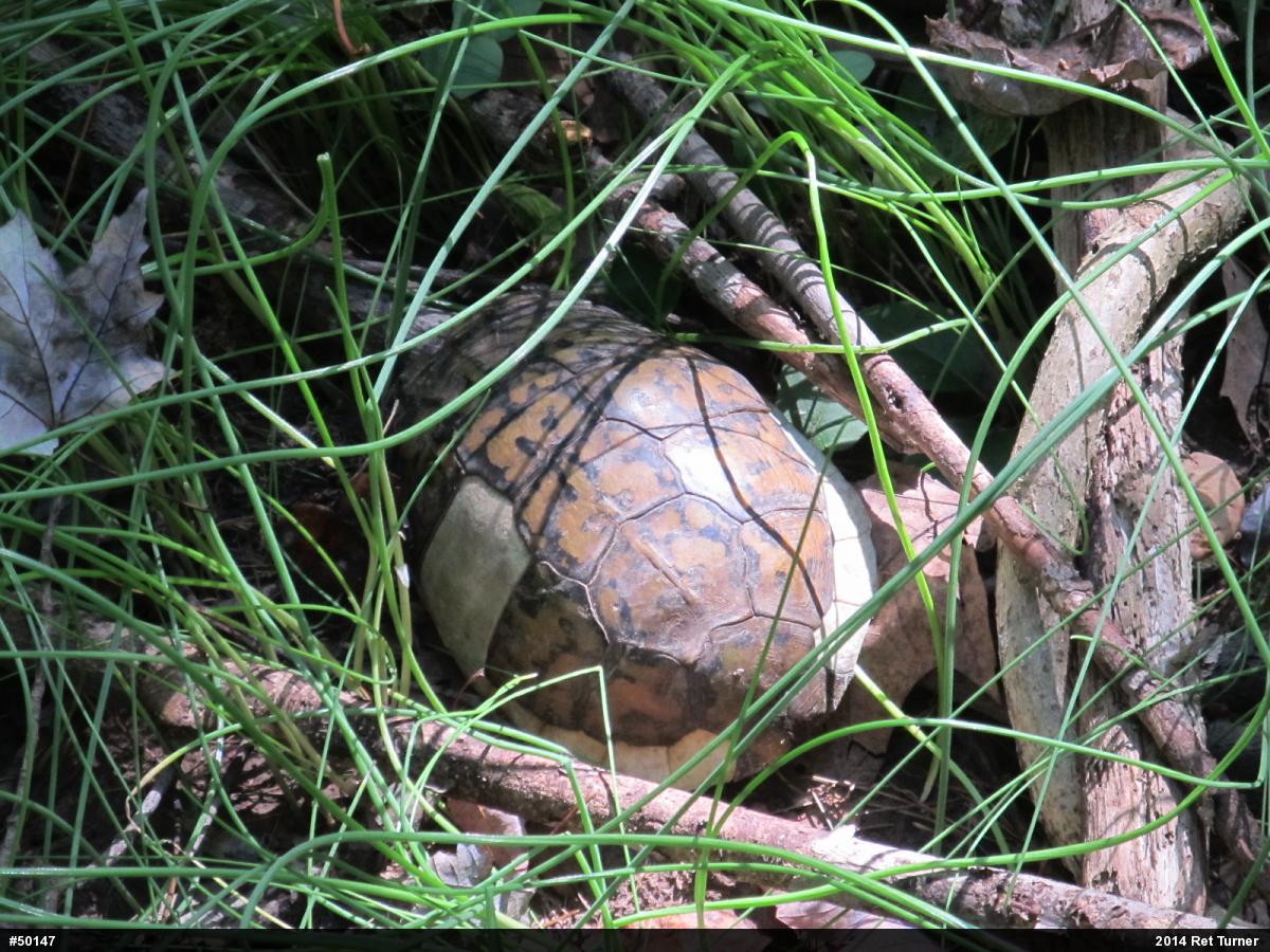 Eastern Box Turtle