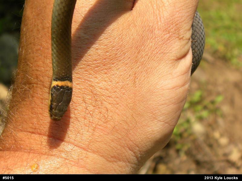Northern Ring-necked Snake