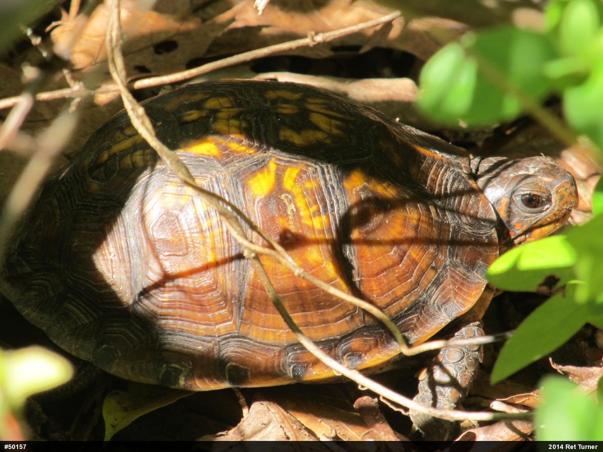 Eastern Box Turtle