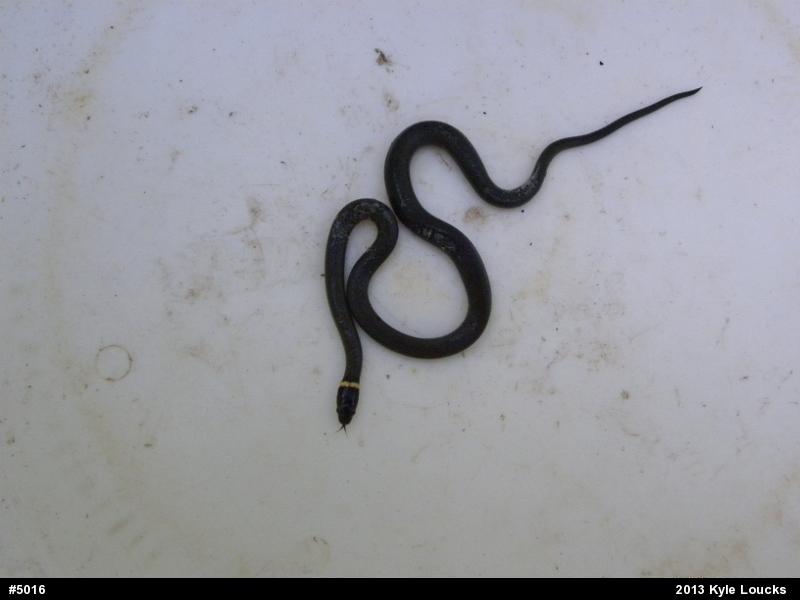 Northern Ring-necked Snake