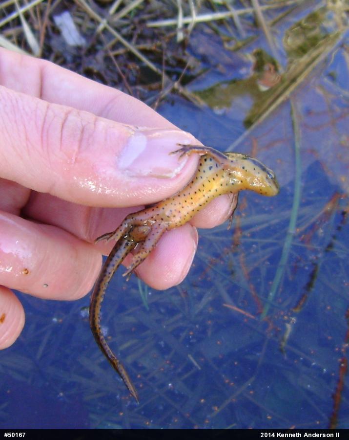 Red-spotted Newt