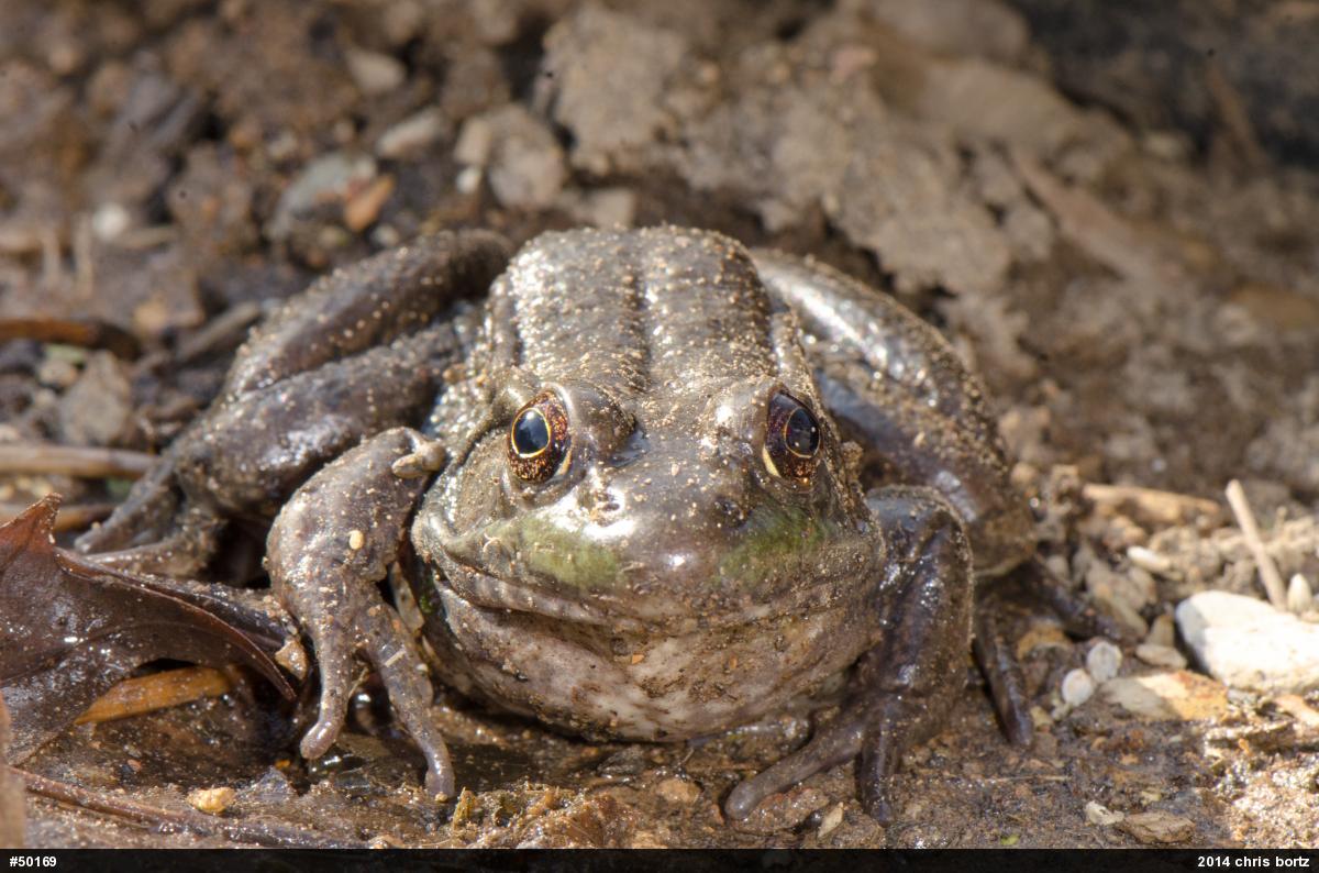 Green Frog