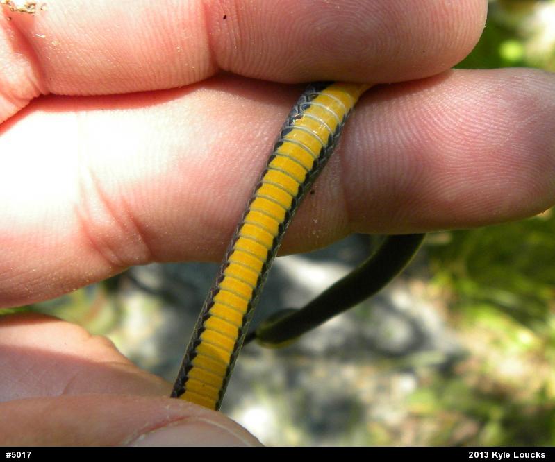 Northern Ring-necked Snake