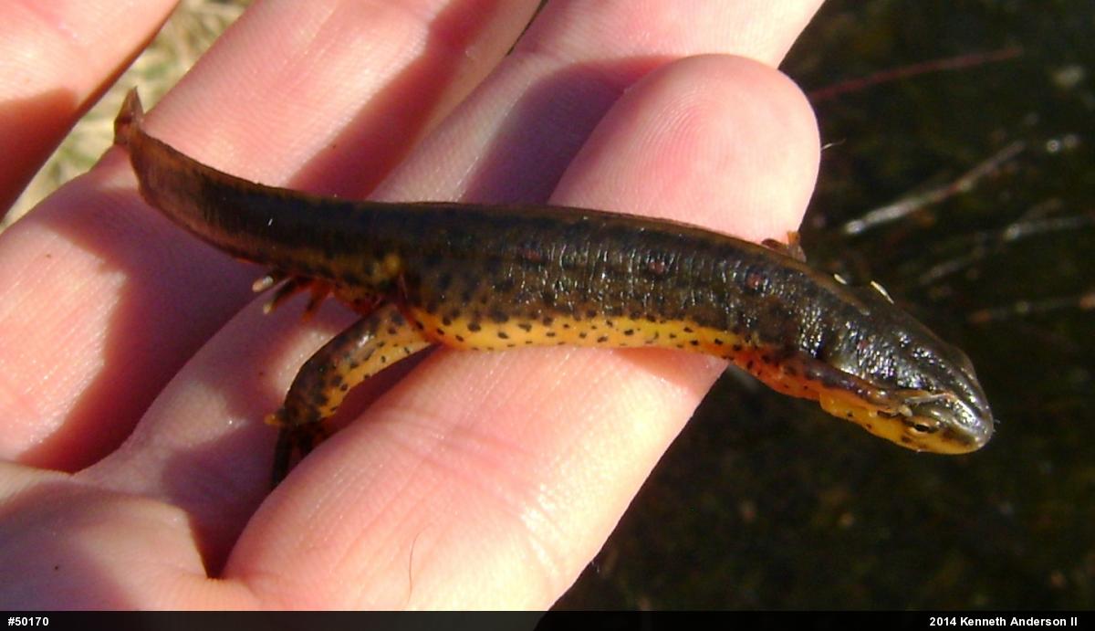 Red-spotted Newt
