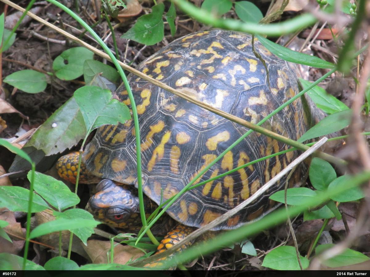 Eastern Box Turtle
