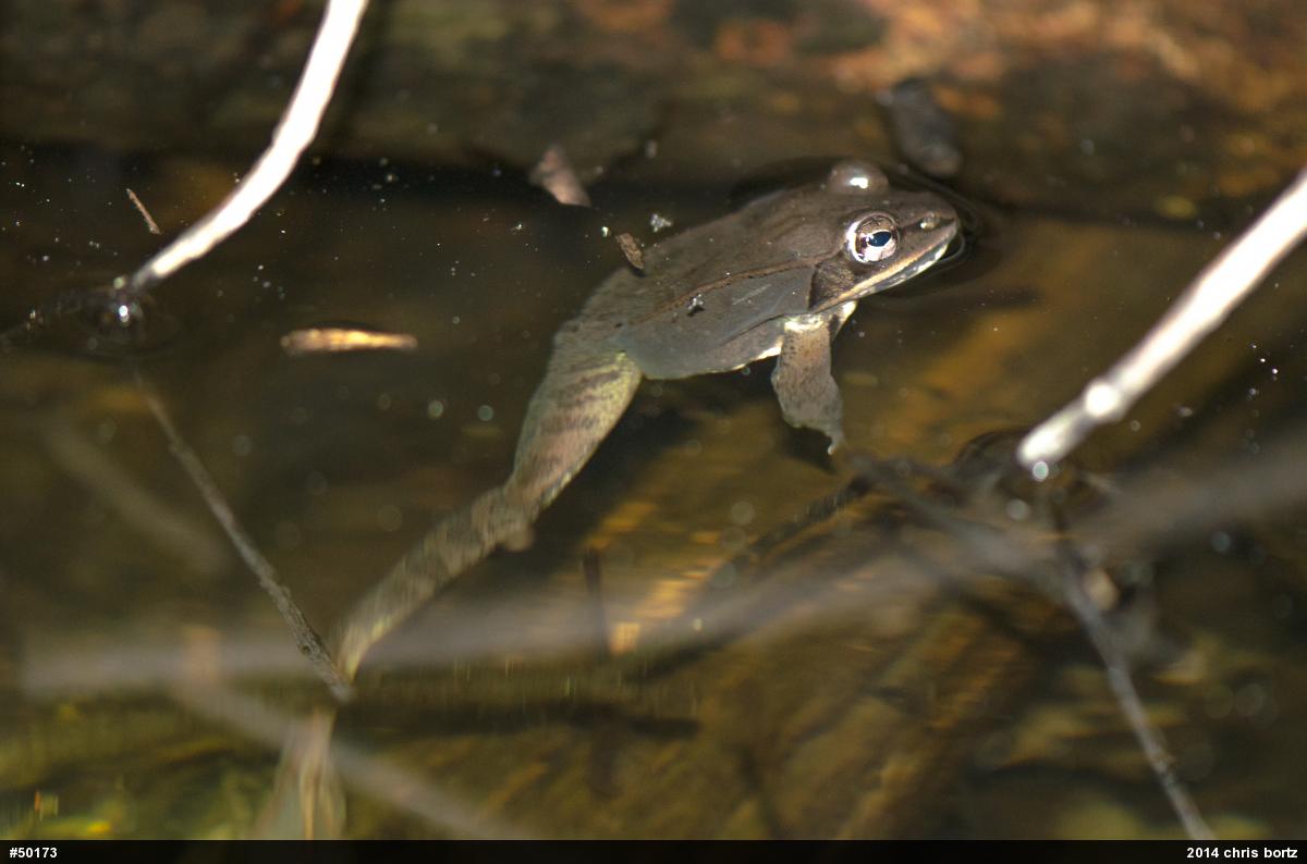 Wood Frog