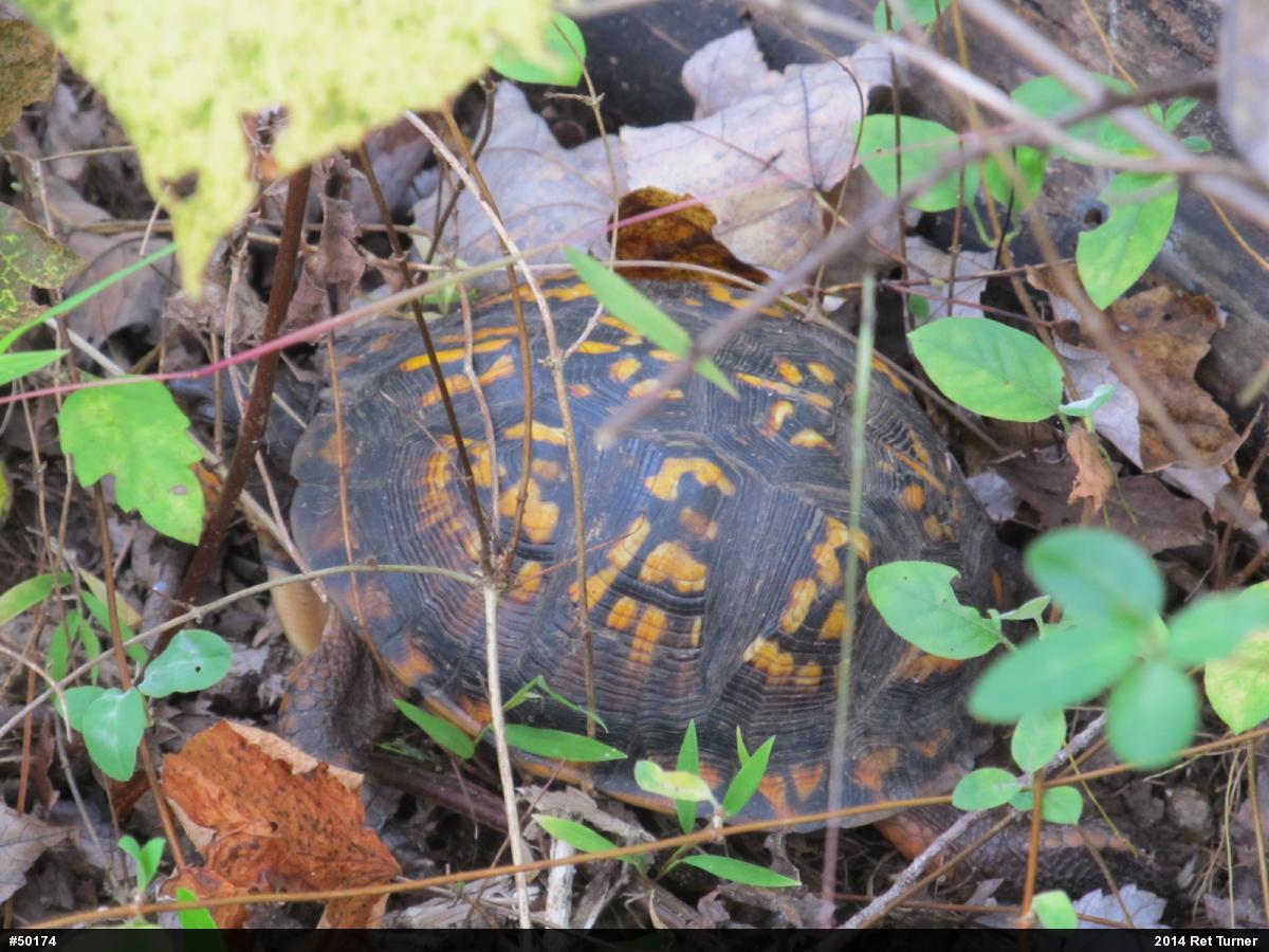 Eastern Box Turtle