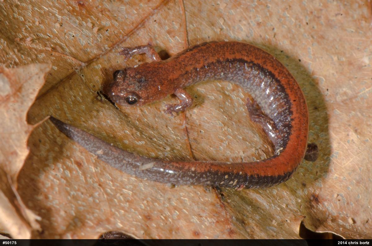 Eastern Red-backed  Salamander