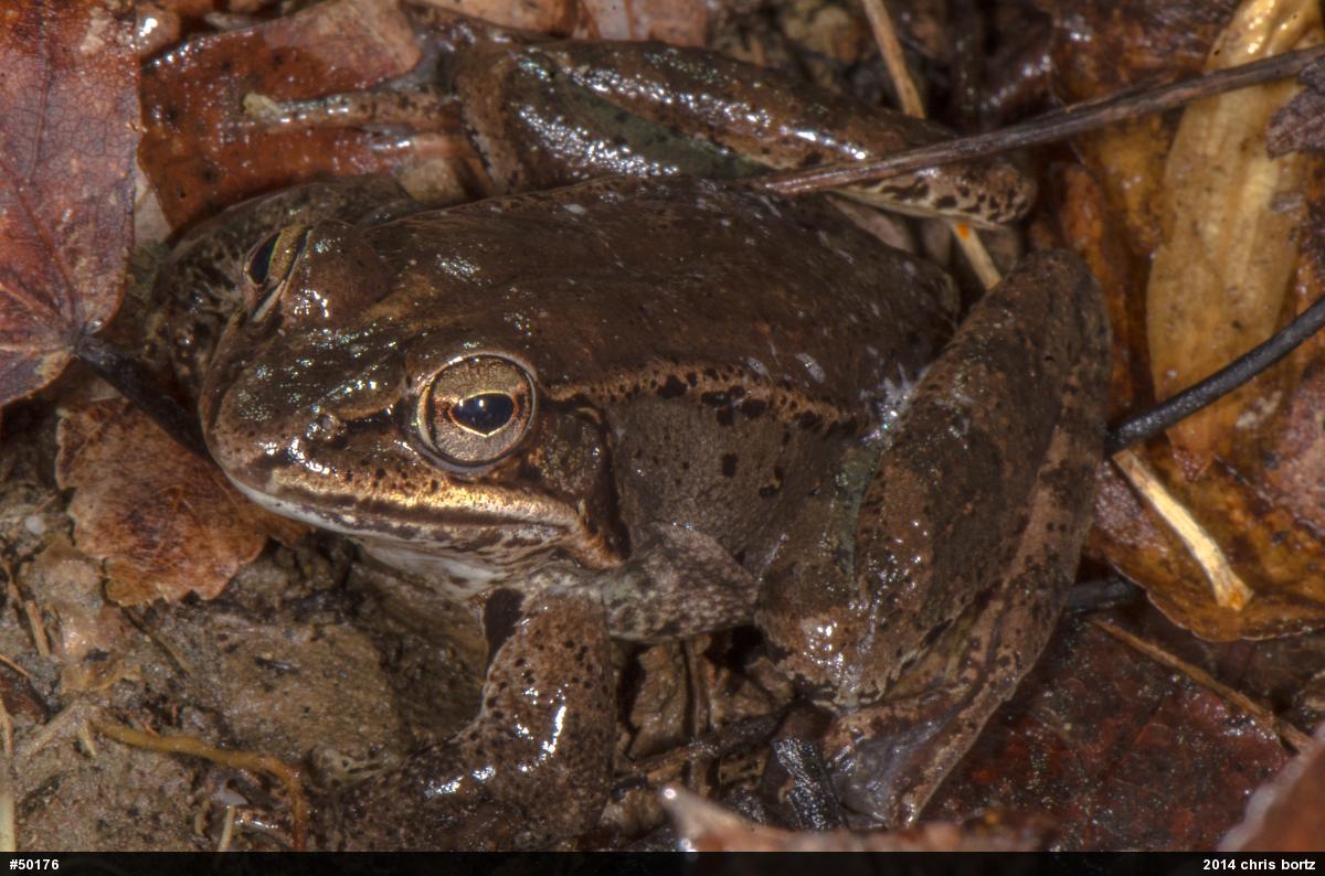 Wood Frog