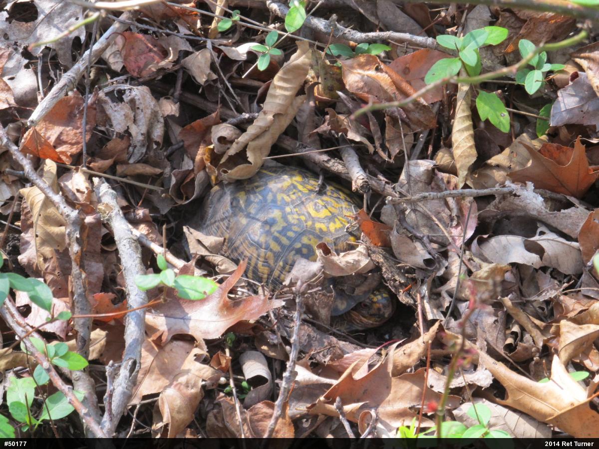 Eastern Box Turtle
