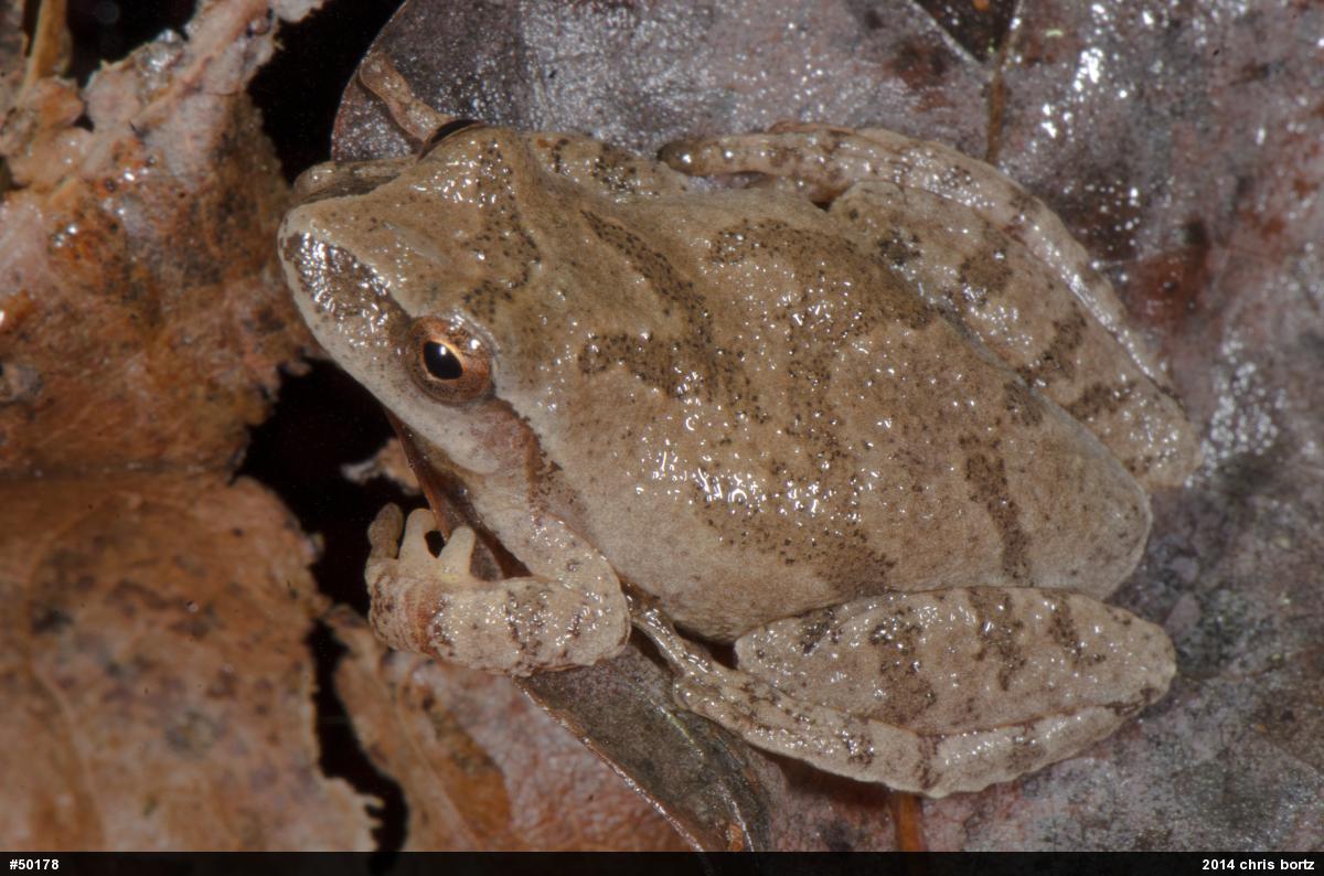 Spring Peeper