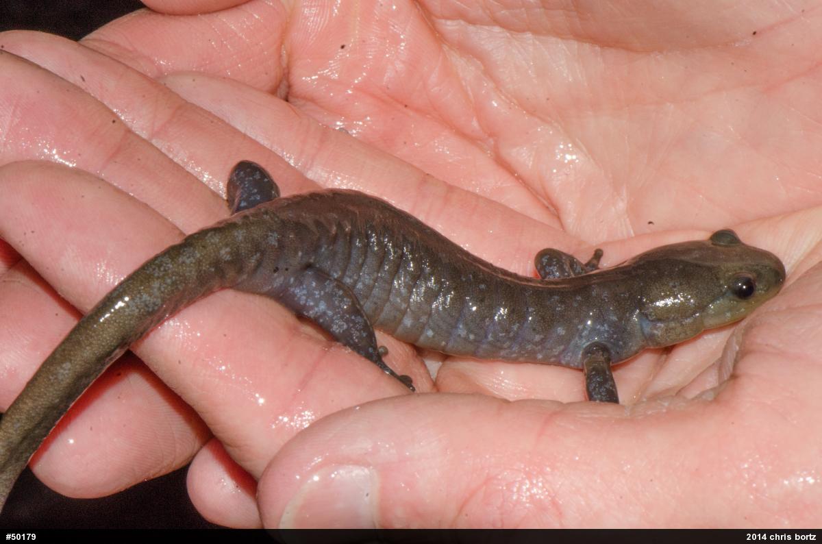 Jefferson Salamander