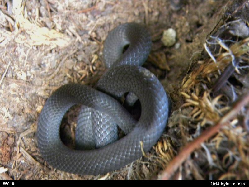 Northern Ring-necked Snake