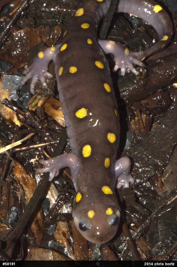 Spotted Salamander