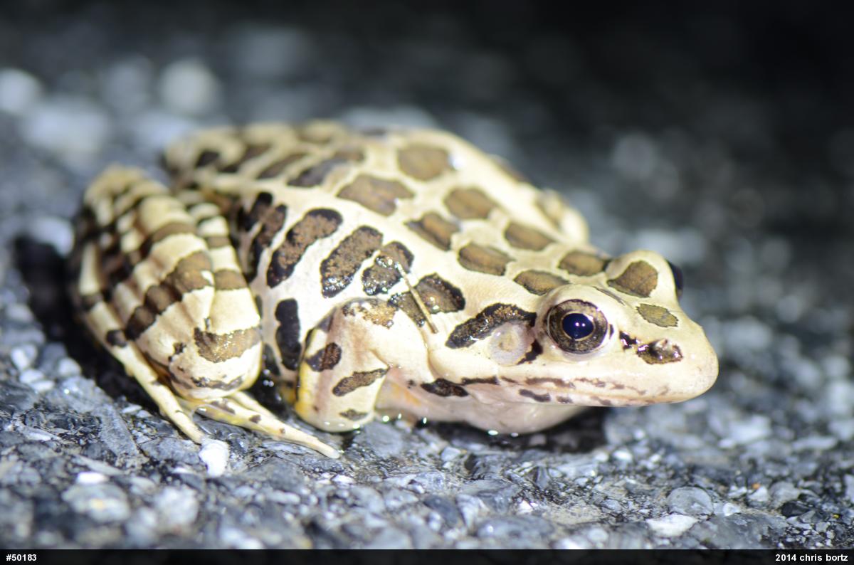 Pickerel Frog