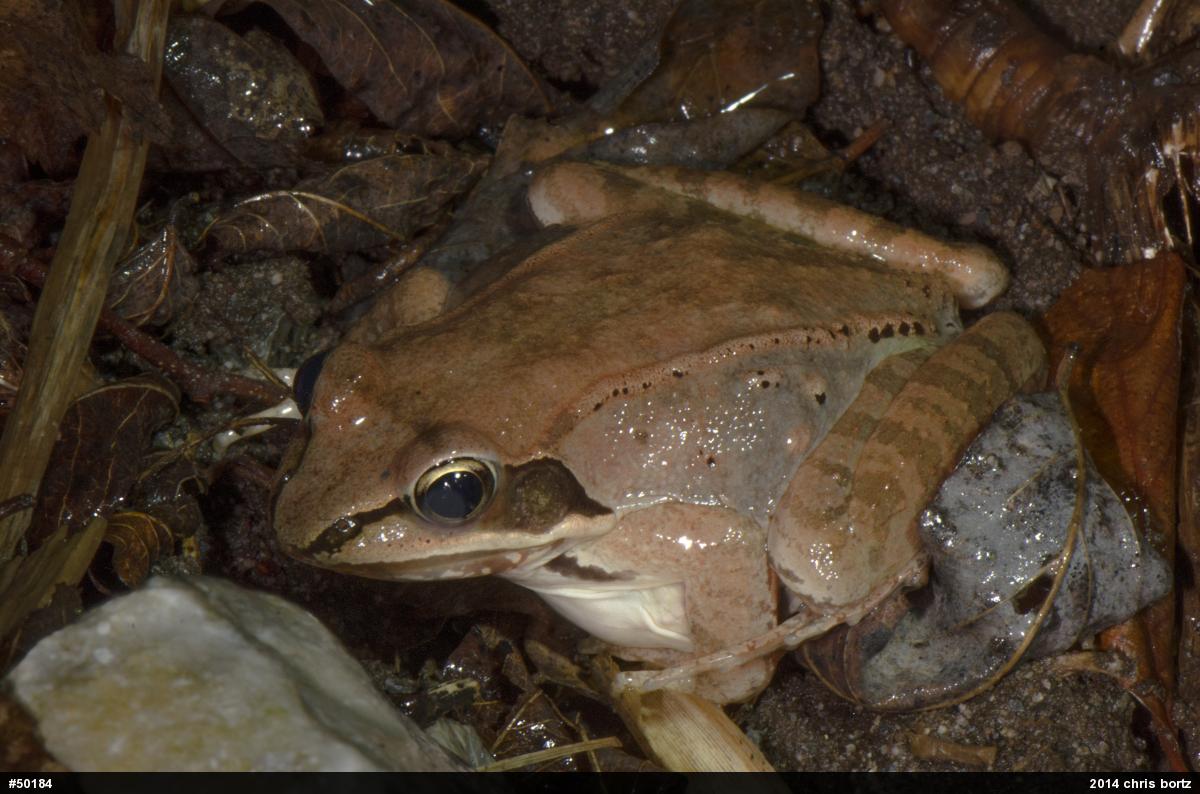 Wood Frog