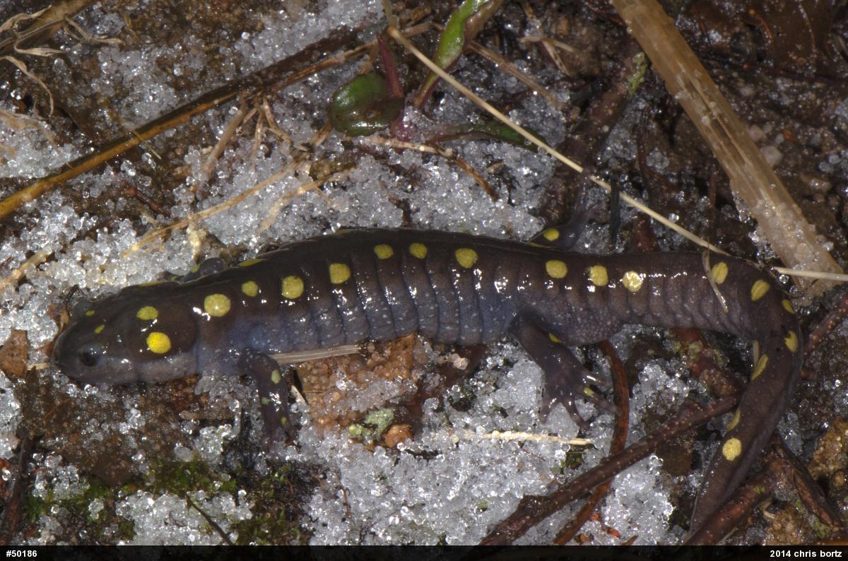 Spotted Salamander
