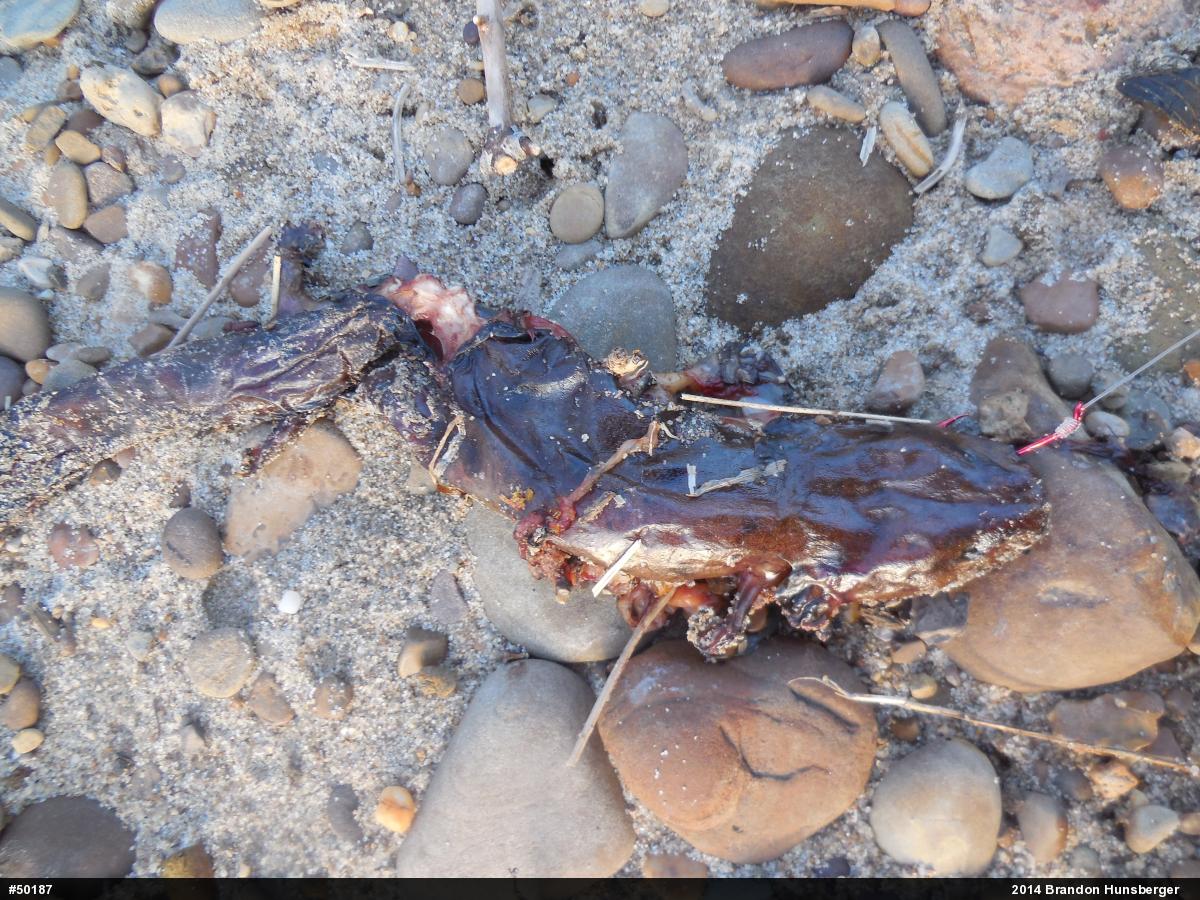 Common Mudpuppy