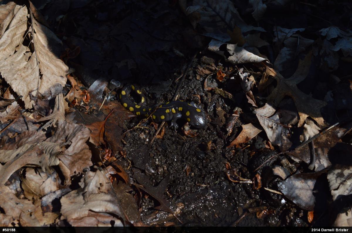 Spotted Salamander