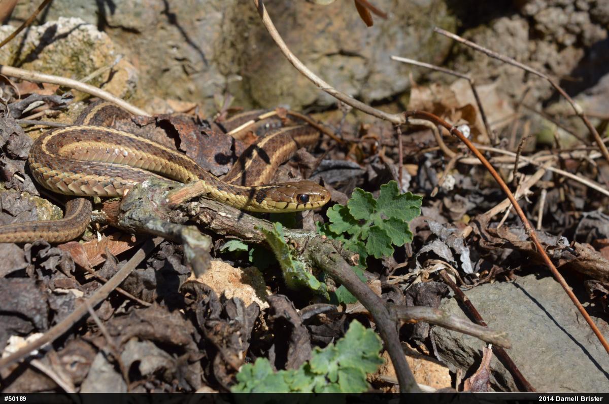 Eastern Gartersnake