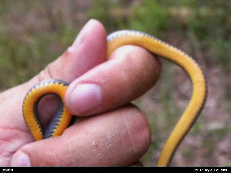 Northern Ring-necked Snake