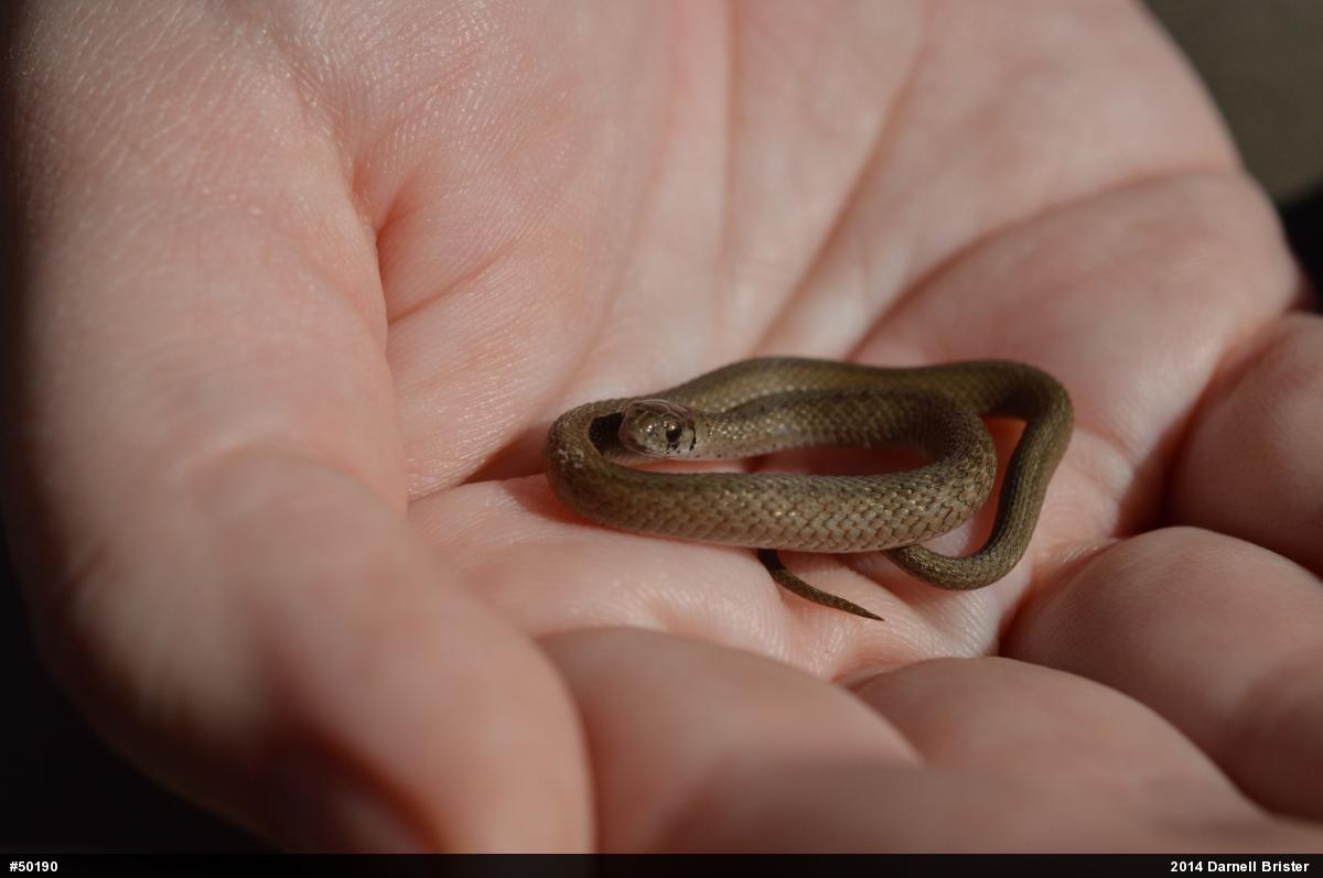 Dekay's Brownsnake