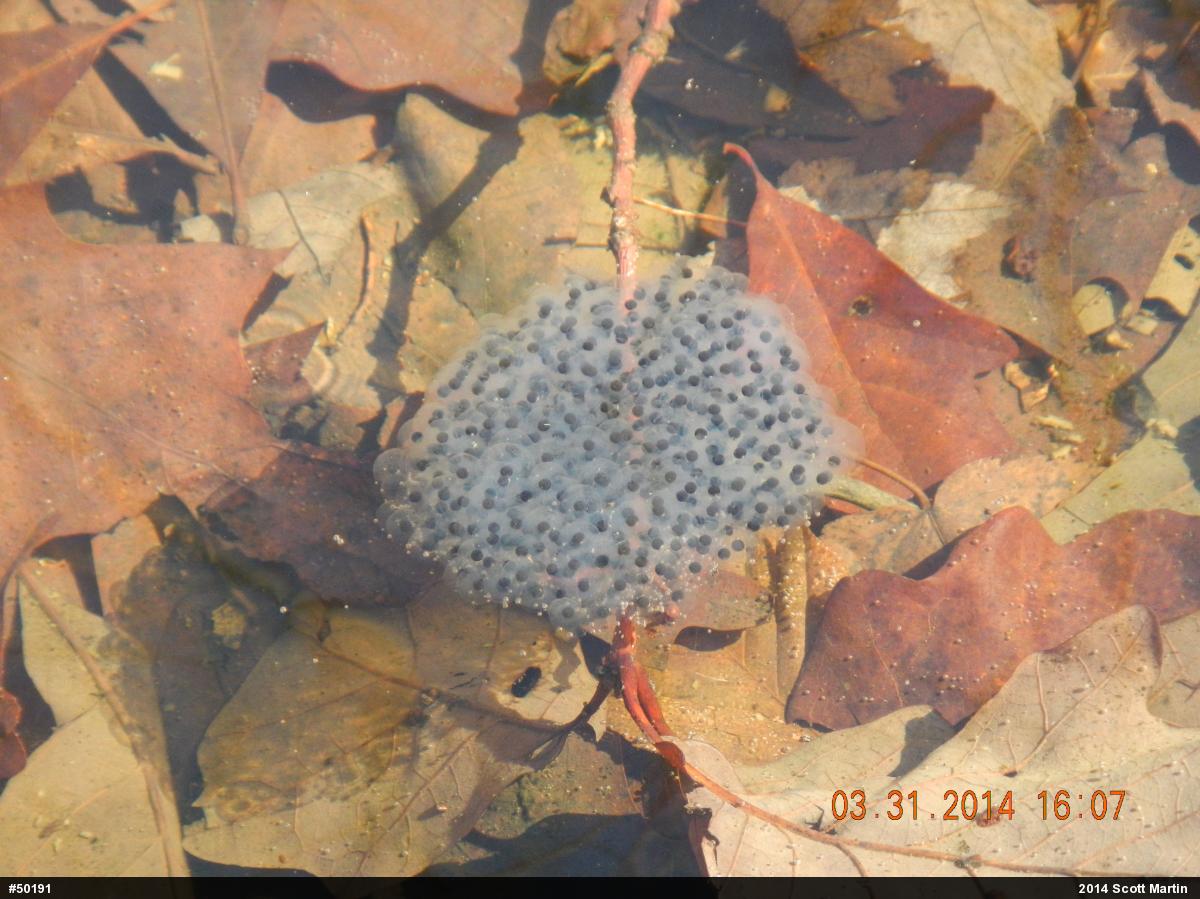 Wood Frog