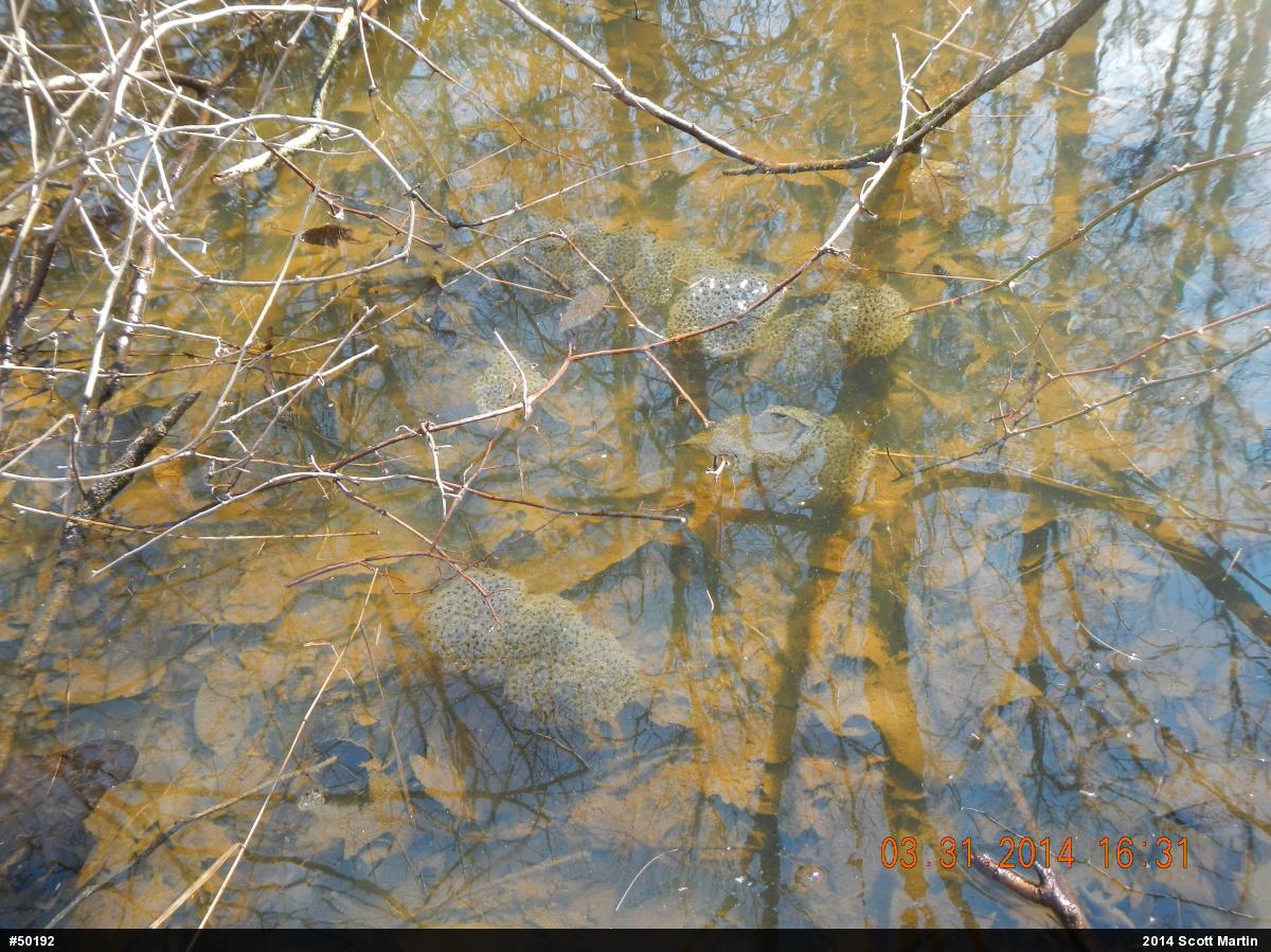 Wood Frog