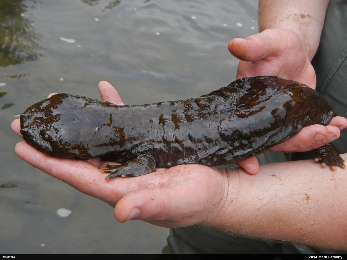 Eastern Hellbender