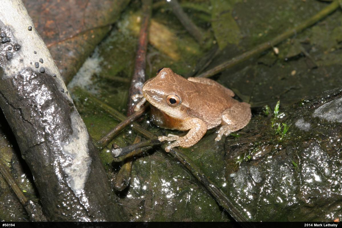 Spring Peeper