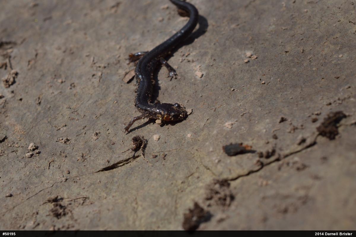 Eastern Red-backed  Salamander