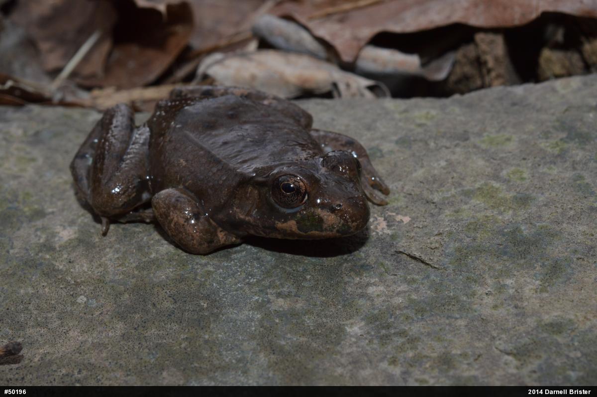 Green Frog