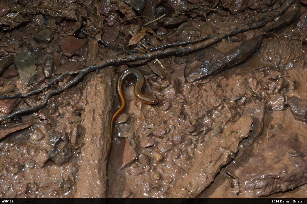 Northern Two-lined Salamander