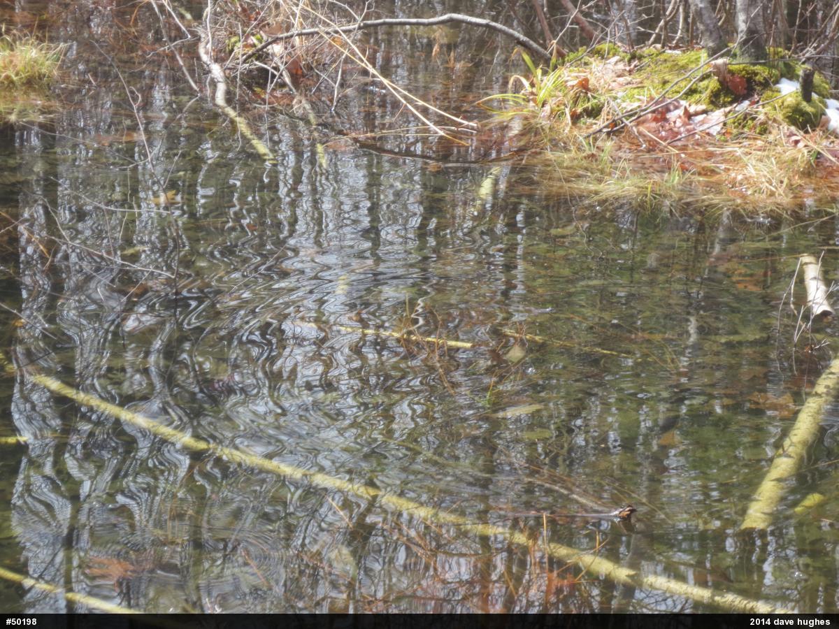 Wood Frog