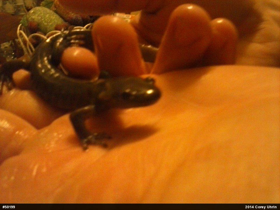 Jefferson Salamander