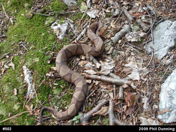 Northern Copperhead