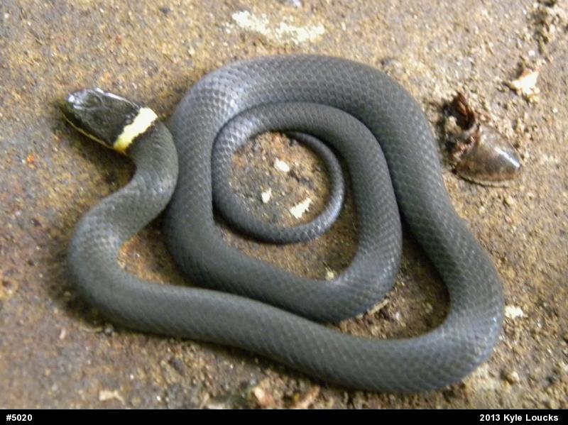 Northern Ring-necked Snake