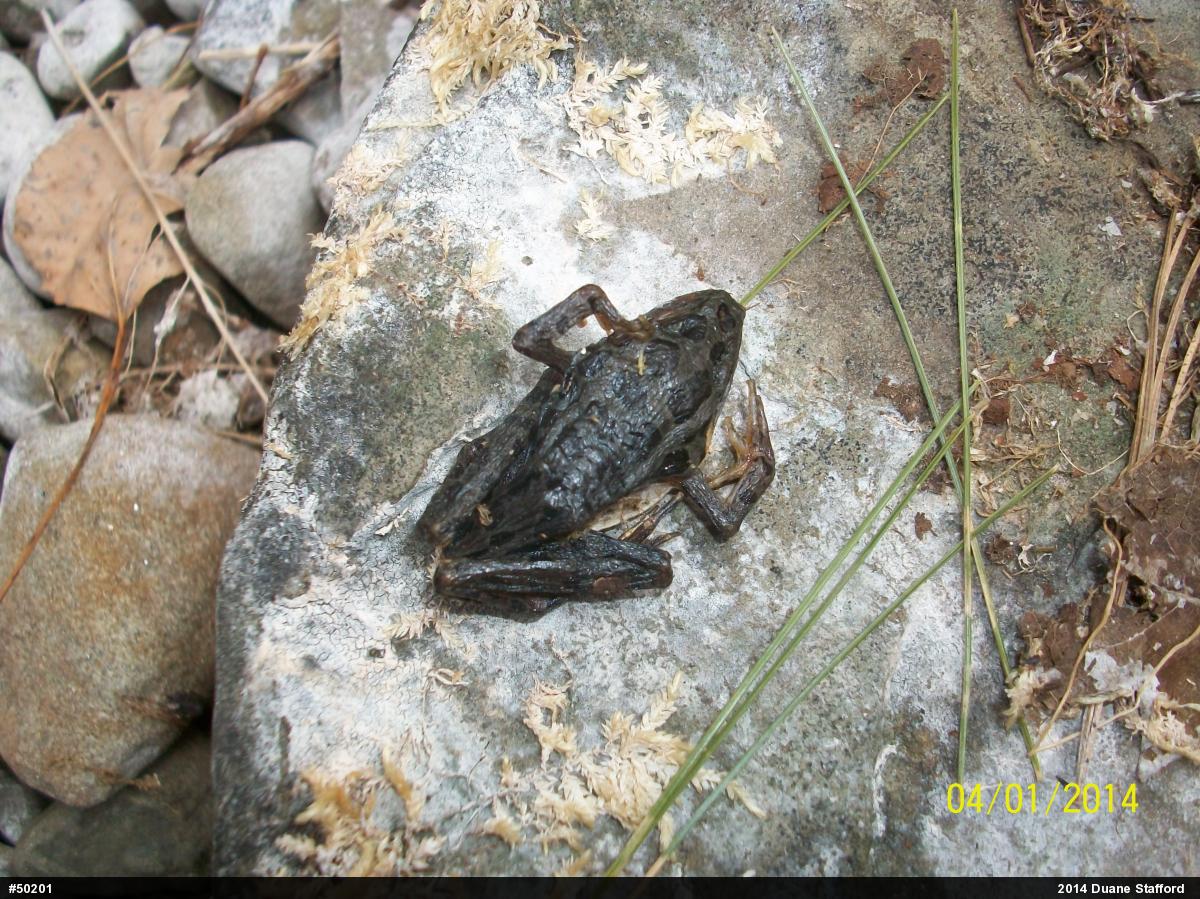 Pickerel Frog