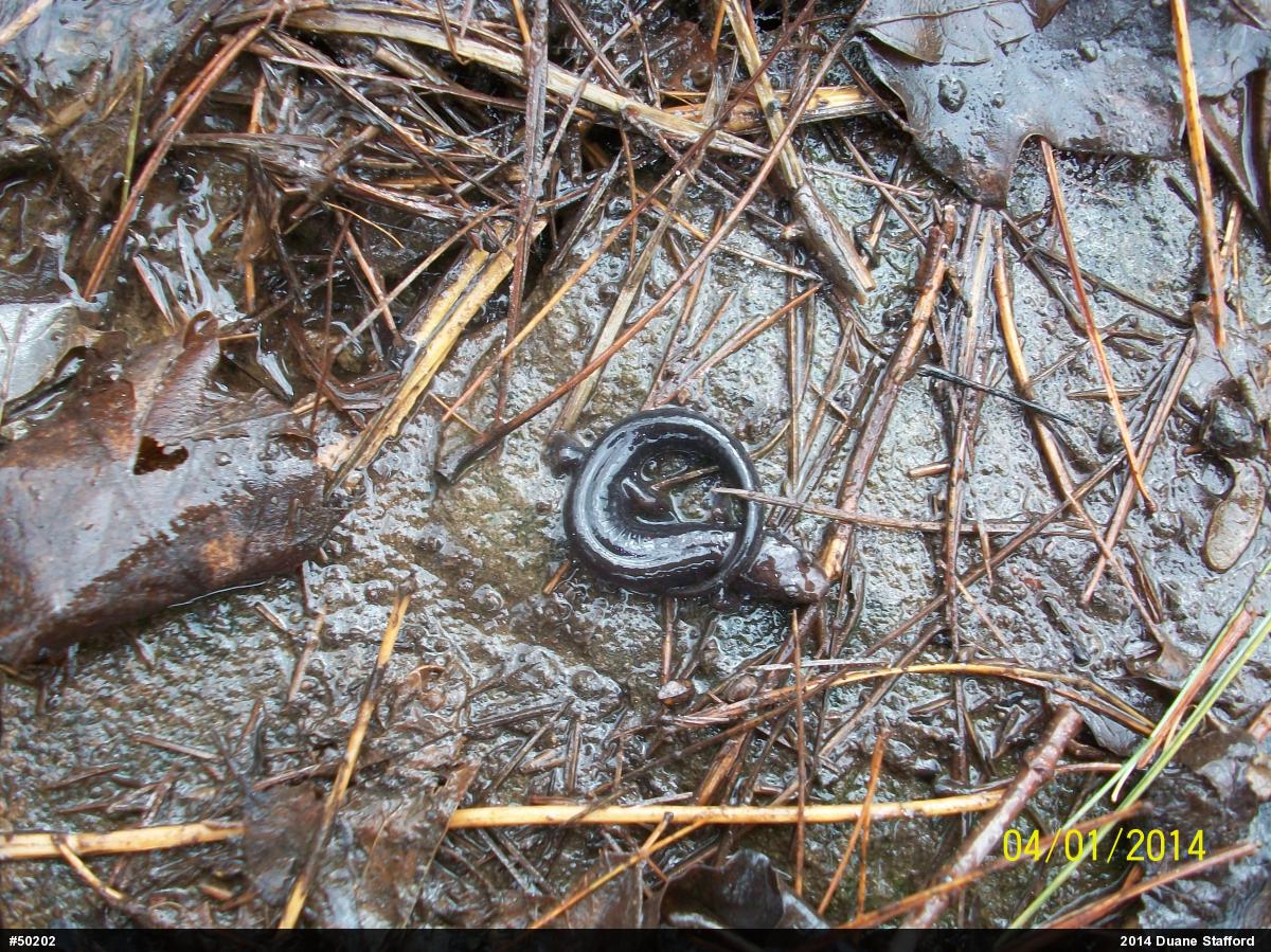 Allegheny Mountain Dusky Salamander