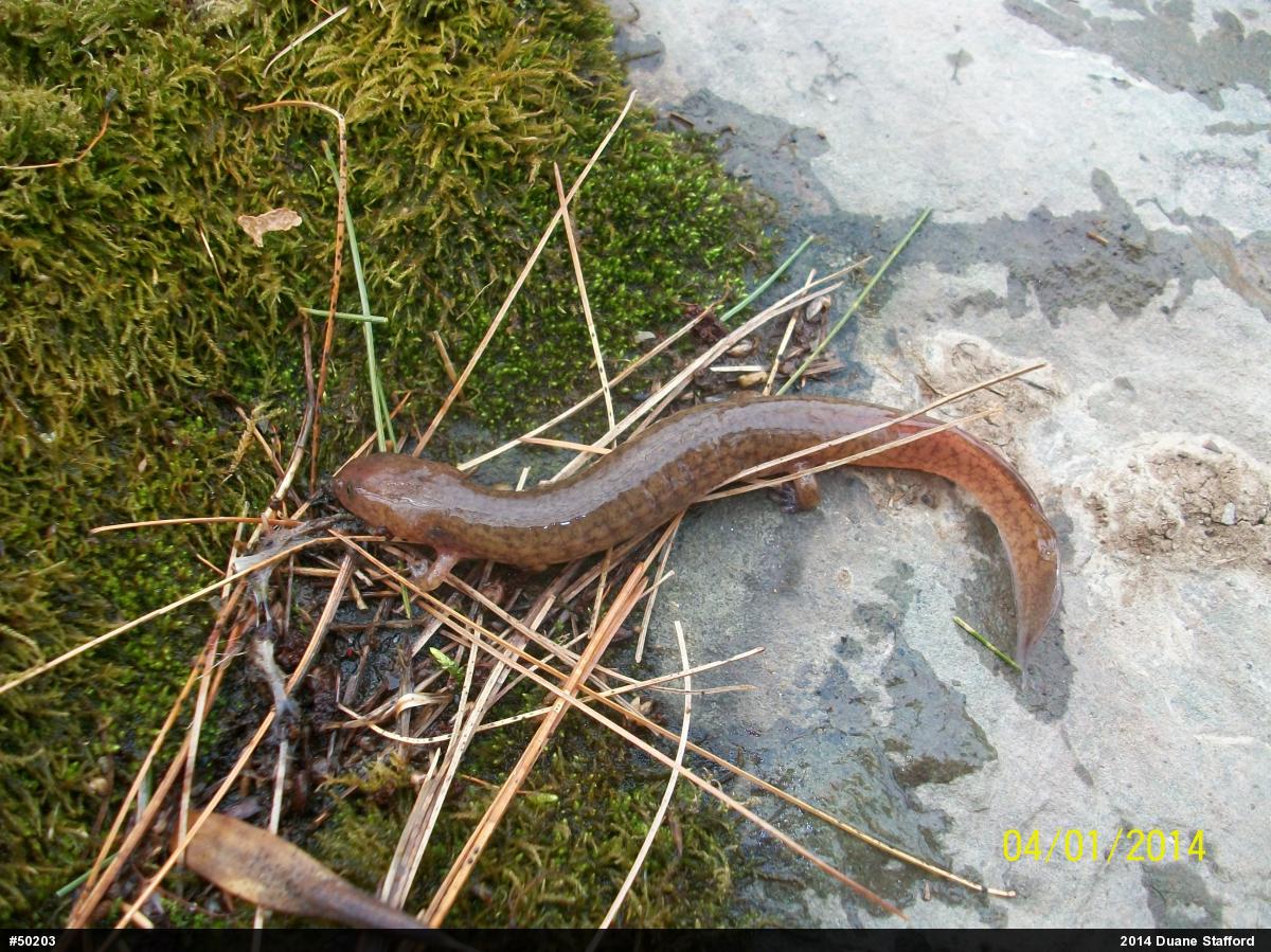 Northern Spring Salamander