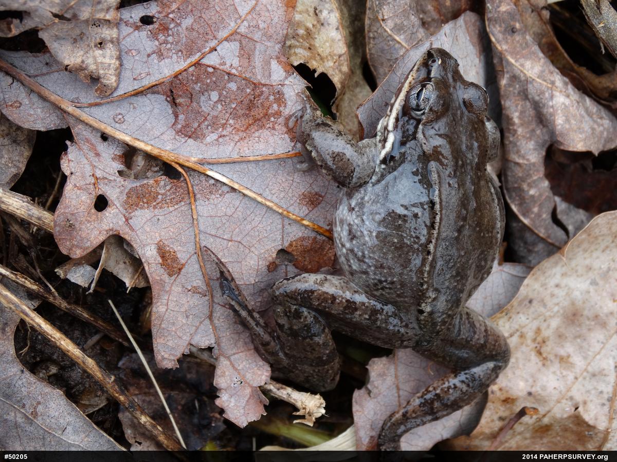 Wood Frog
