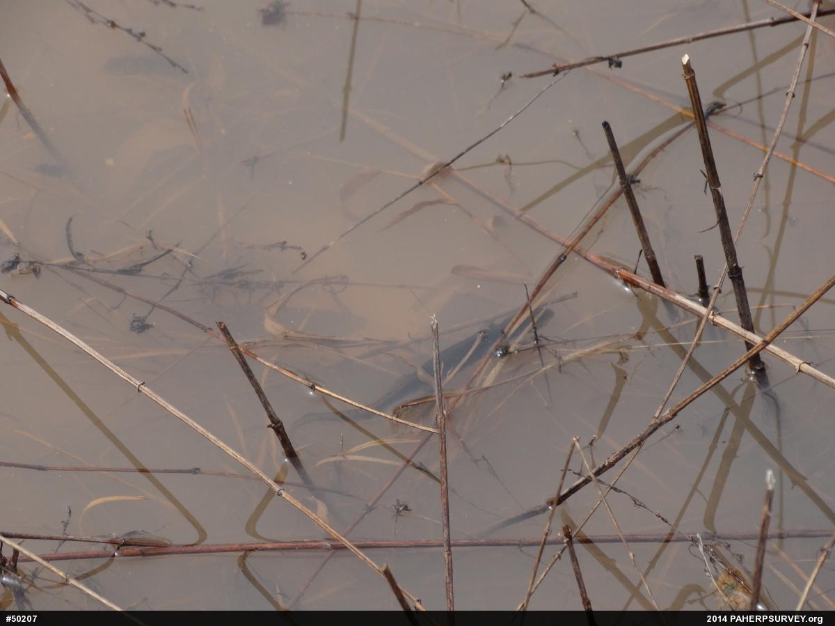Red-spotted Newt
