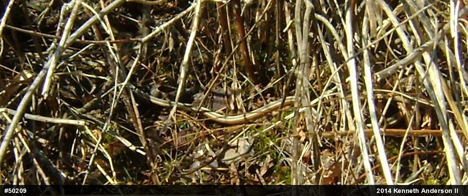 Garter & Ribbon Snakes